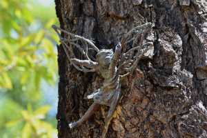 carrick hill 2014 (23)